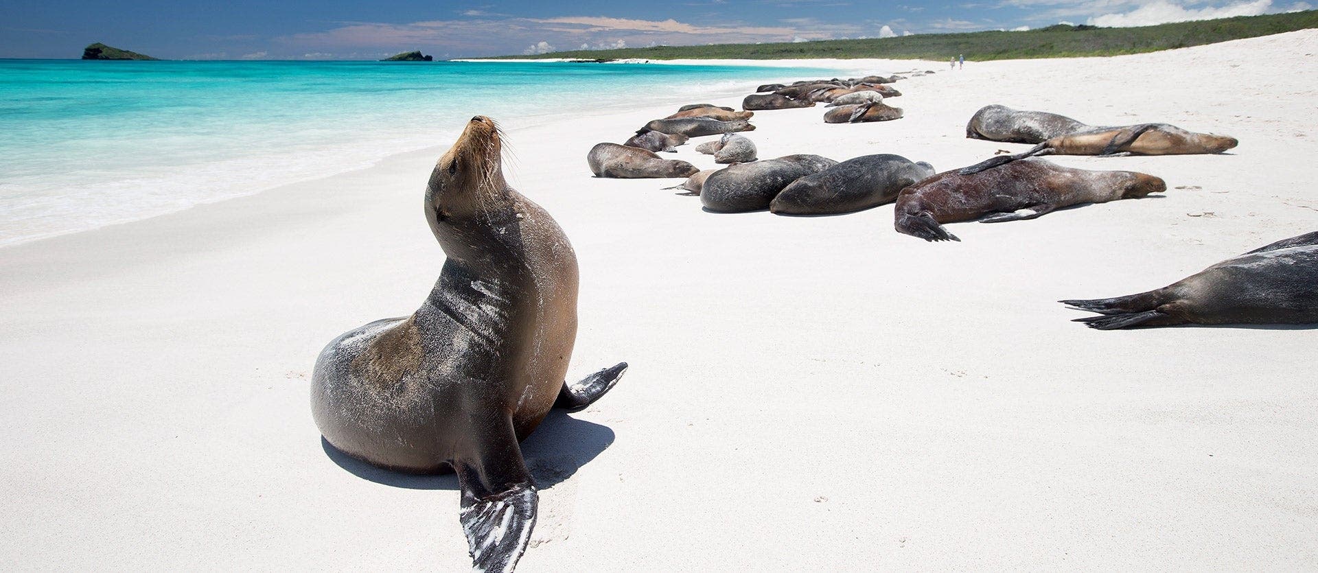 South America's wonders: Incas & Galapagos