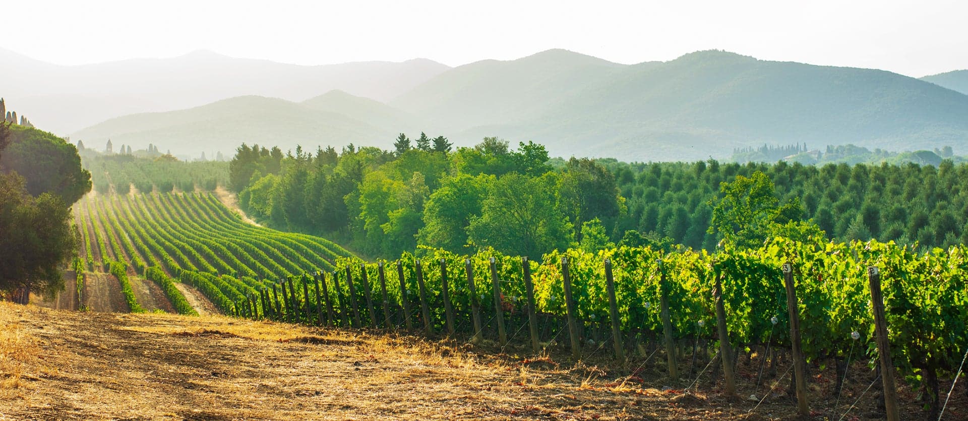 Vineyards <span class="iconos separador"></span> Tuscany