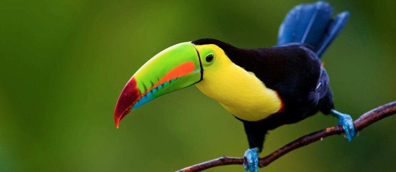 Tropical Rainforests & Beach Escape