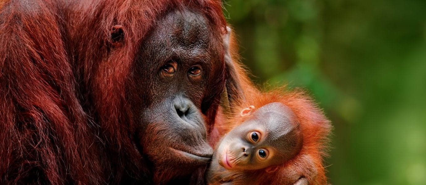 Orangutans <span class="iconos separador"></span> Kuching <span class="iconos separador"></span> Borneo 