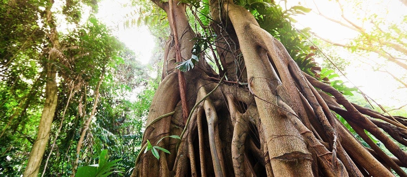 Sacred Inca & Ultimate Amazon Adventure