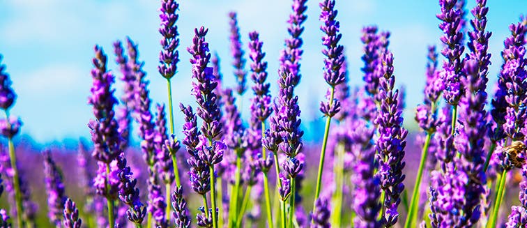 Lavanda