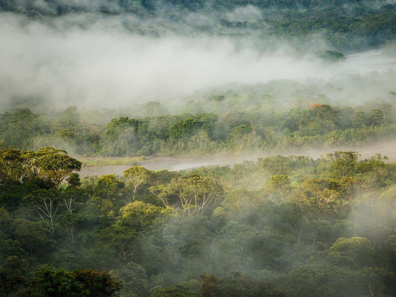 Amazon. Explore one of the world's most biodiverse rainforests.