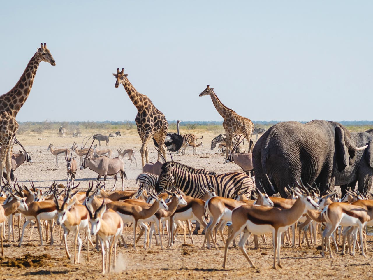 Etosha National Park. Witness incredible wildlife in stunning landscapes.