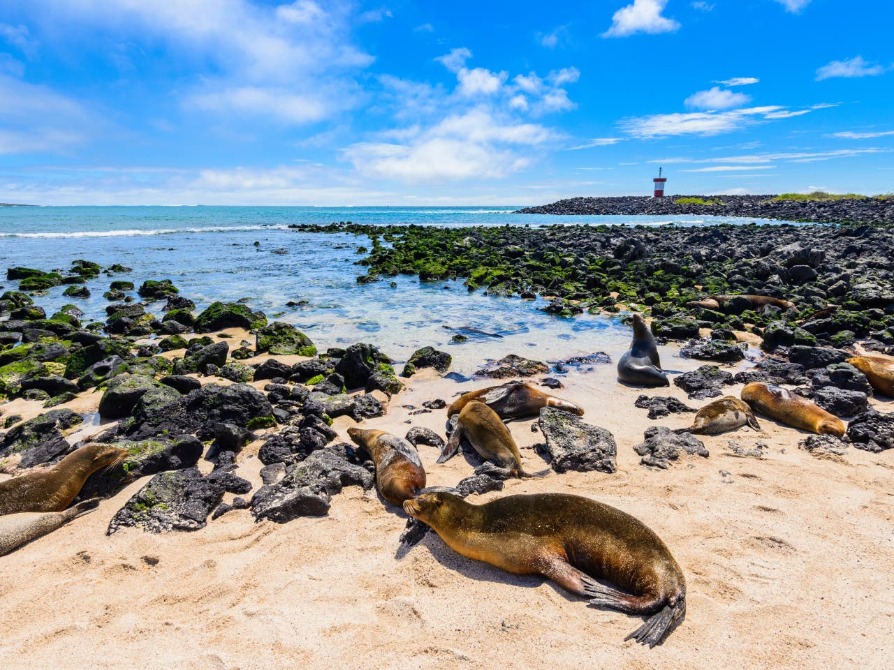 Galapagos Islands. Explore unique wildlife and stunning volcanic landscapes.