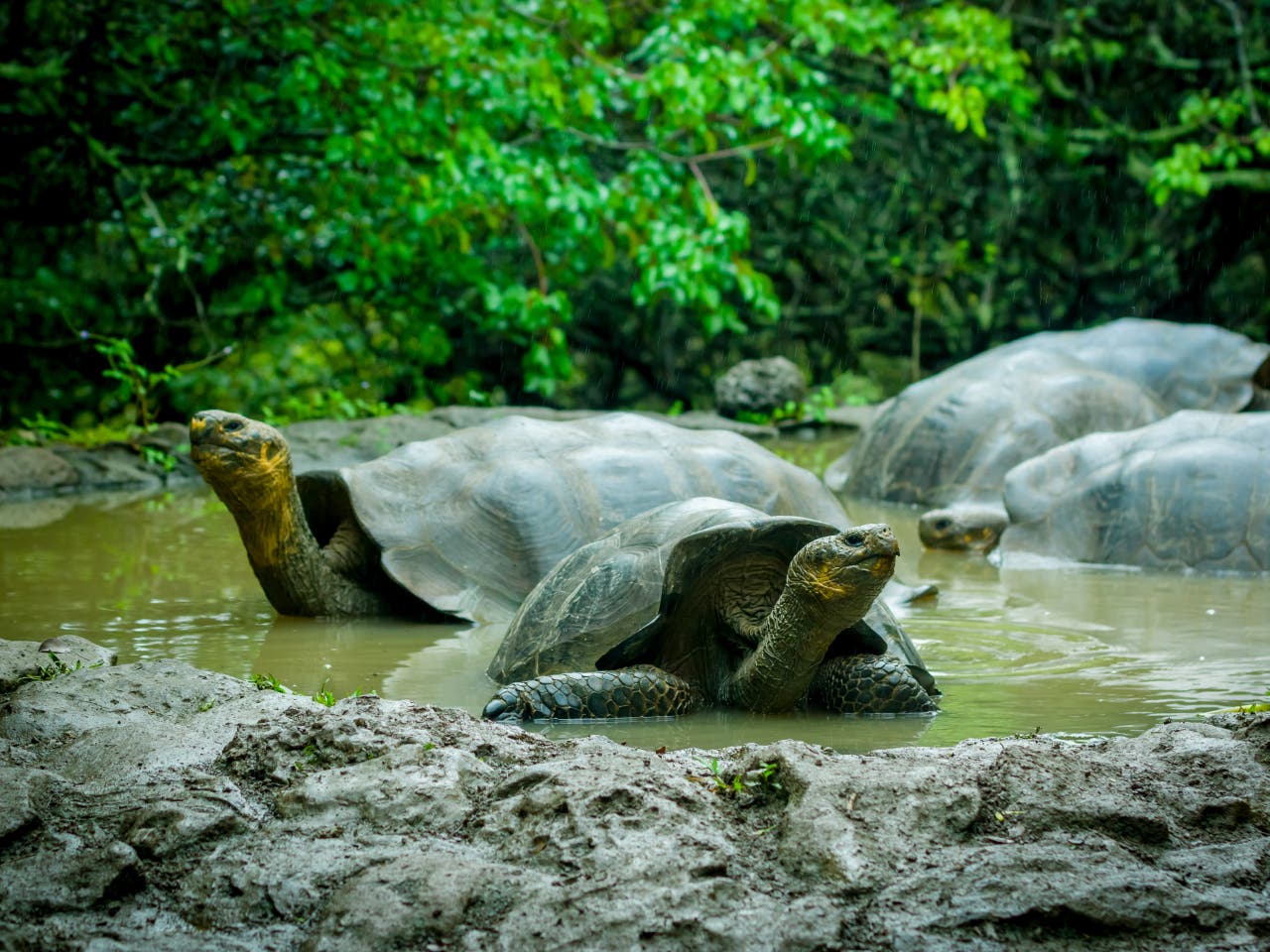 Isla de San Cristóbal. Pristine beaches and vibrant wildlife await exploration.
