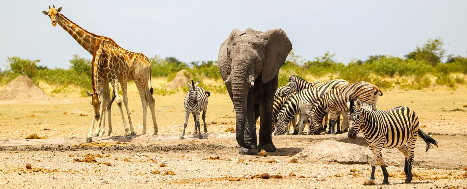 Otjiwarongo - Etosha National Park