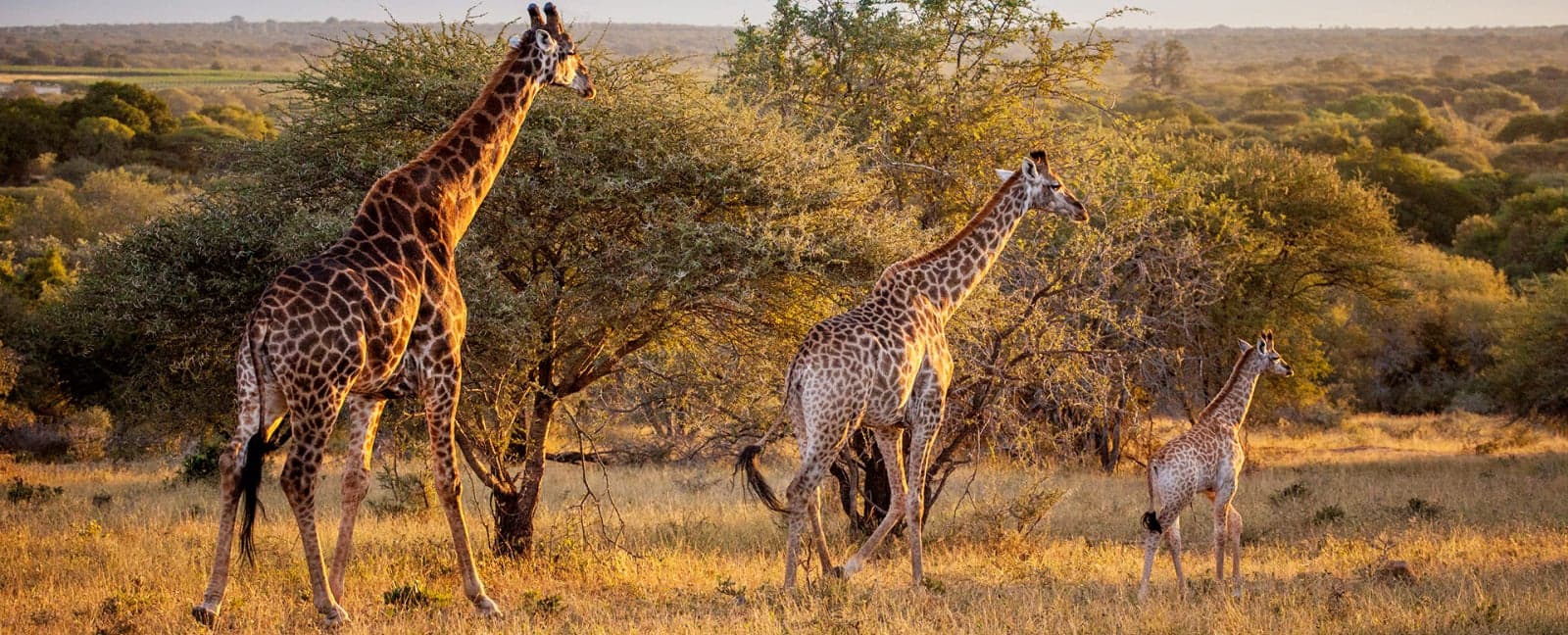 Kruger National Park