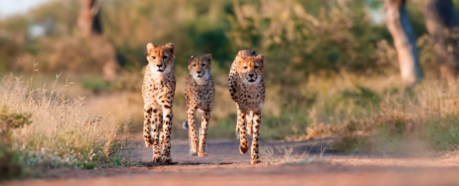 Kruger National Park