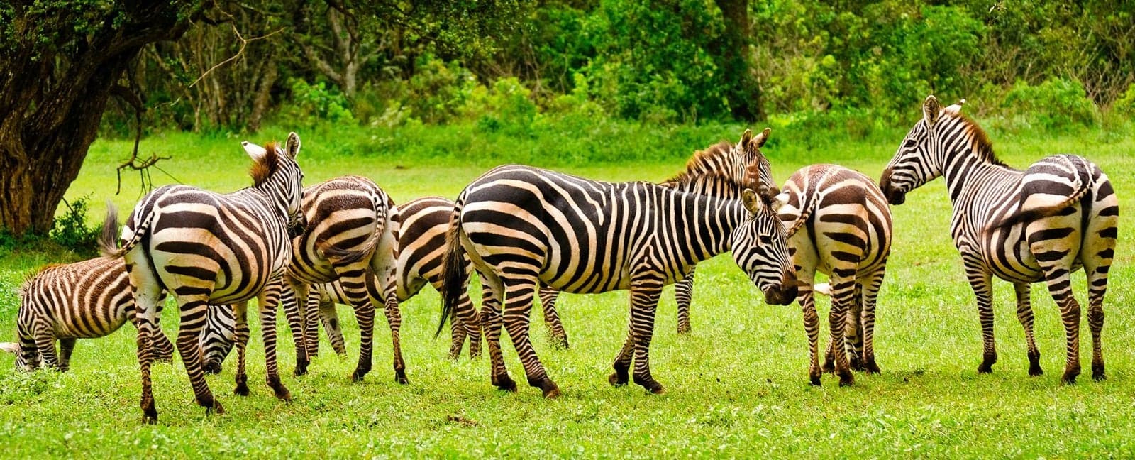 Nairobi - Parque Nacional de Aberdare
