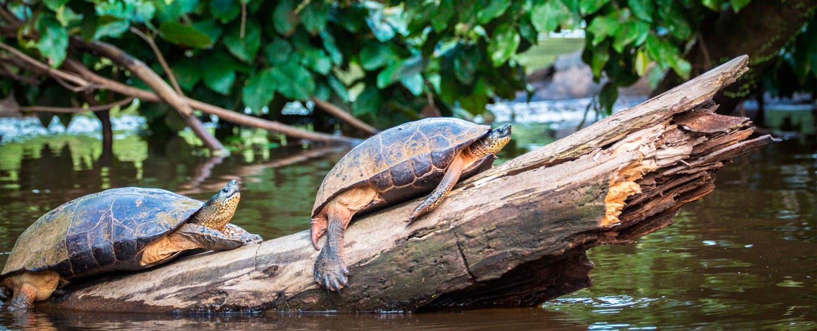 San José - Tortuguero