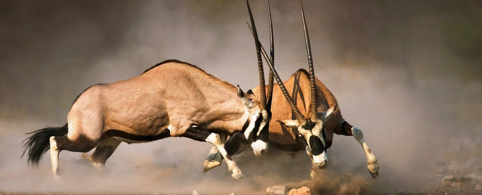 Otjiwarongo - Etosha National Park