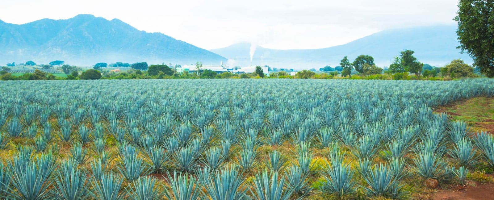 Guadalajara - Tequila - Guadalajara