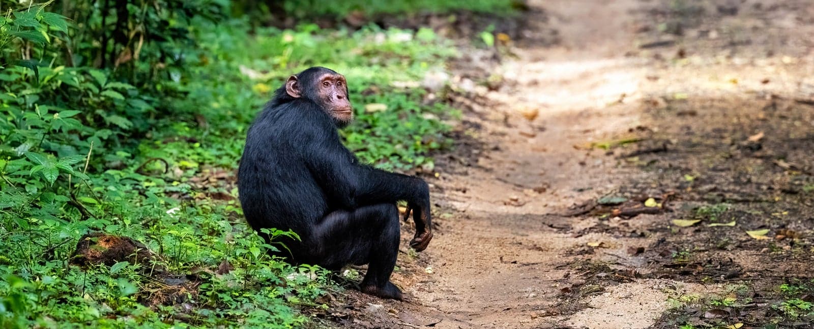 Kibale Forest National Park