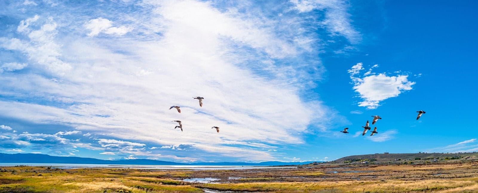 Calafate 