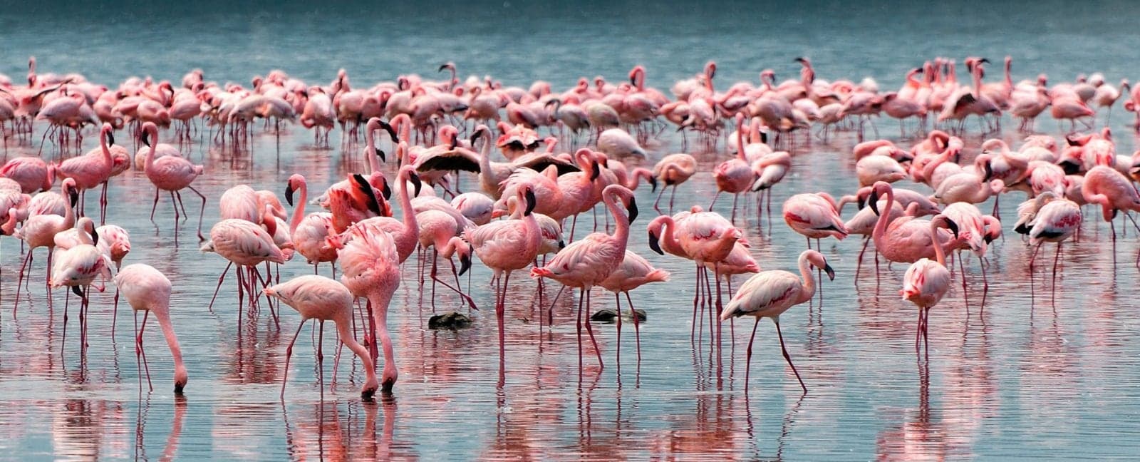 Nairobi - Lake Nakuru National Park