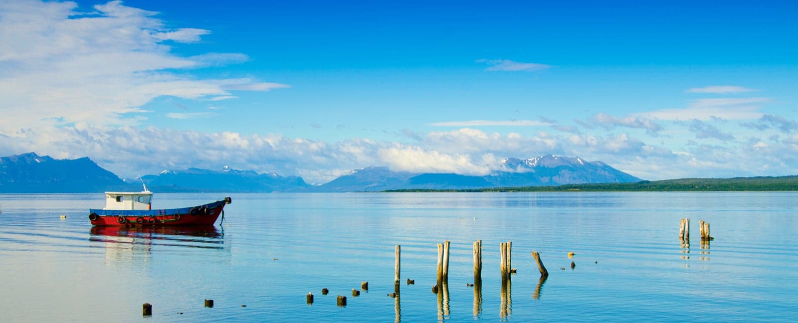 Calafate - Puerto Natales