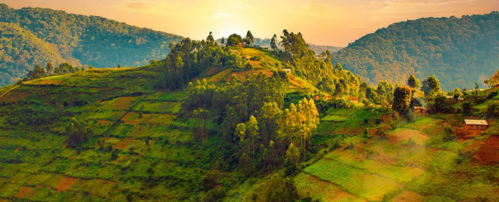 Parque Nacional del Bosque de Kibale - Parque Nacional del Bosque Impenetrable de Bwindi
