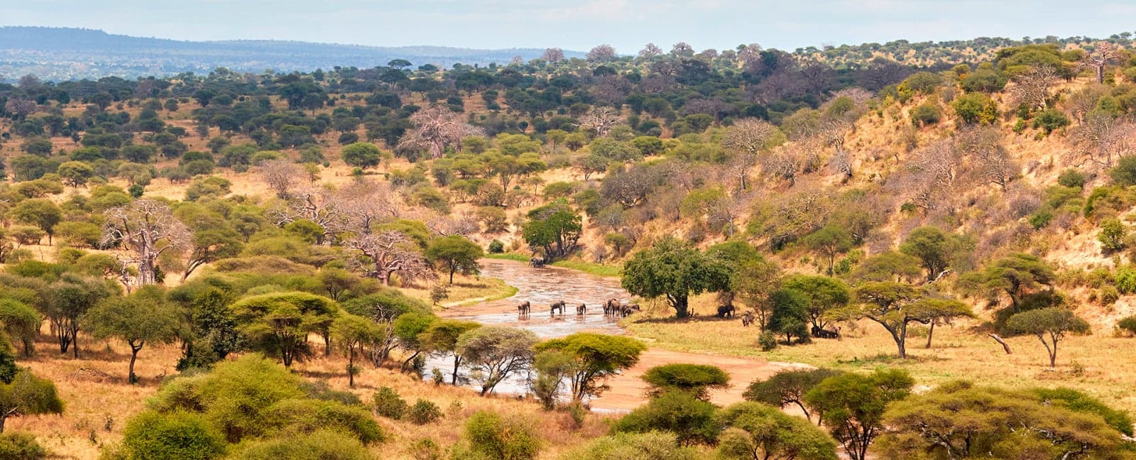 Tarangire National Park - Serengeti National Park
