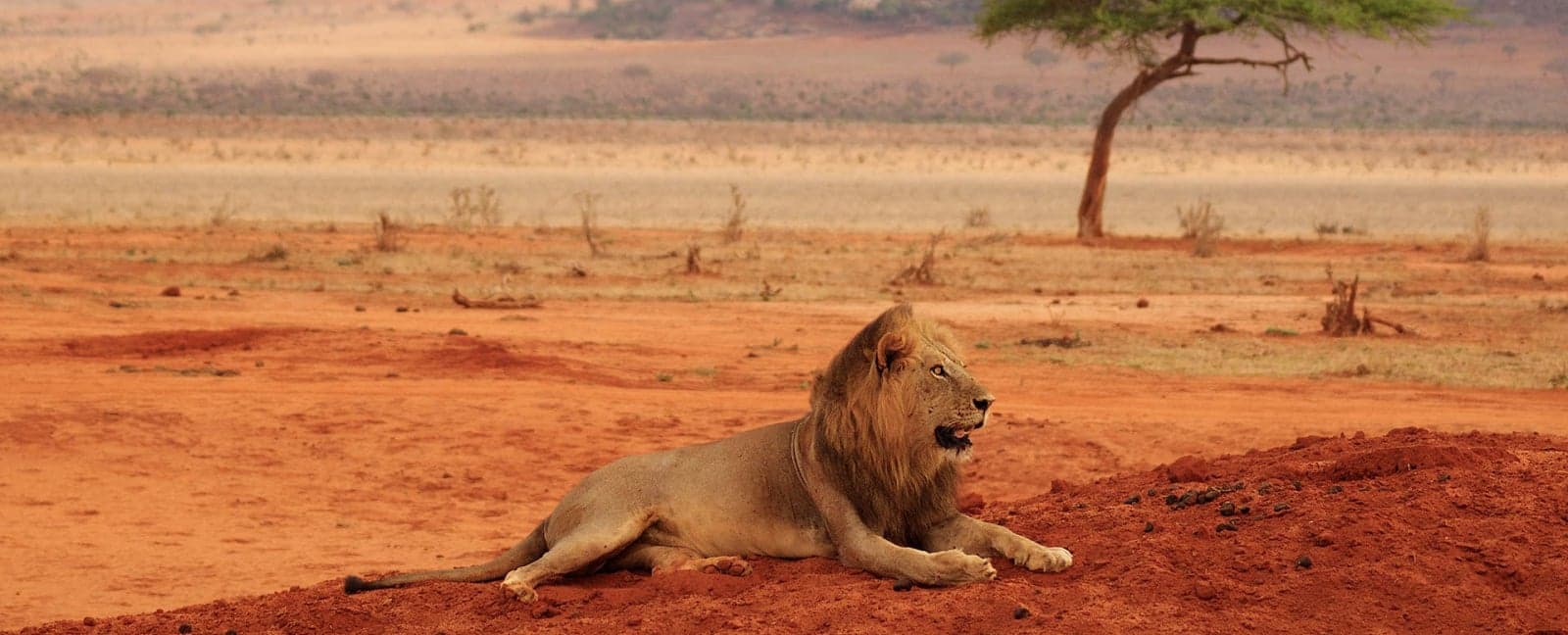  Parque Nacional Amboseli - Taita Hills Wildlife Sanctuary