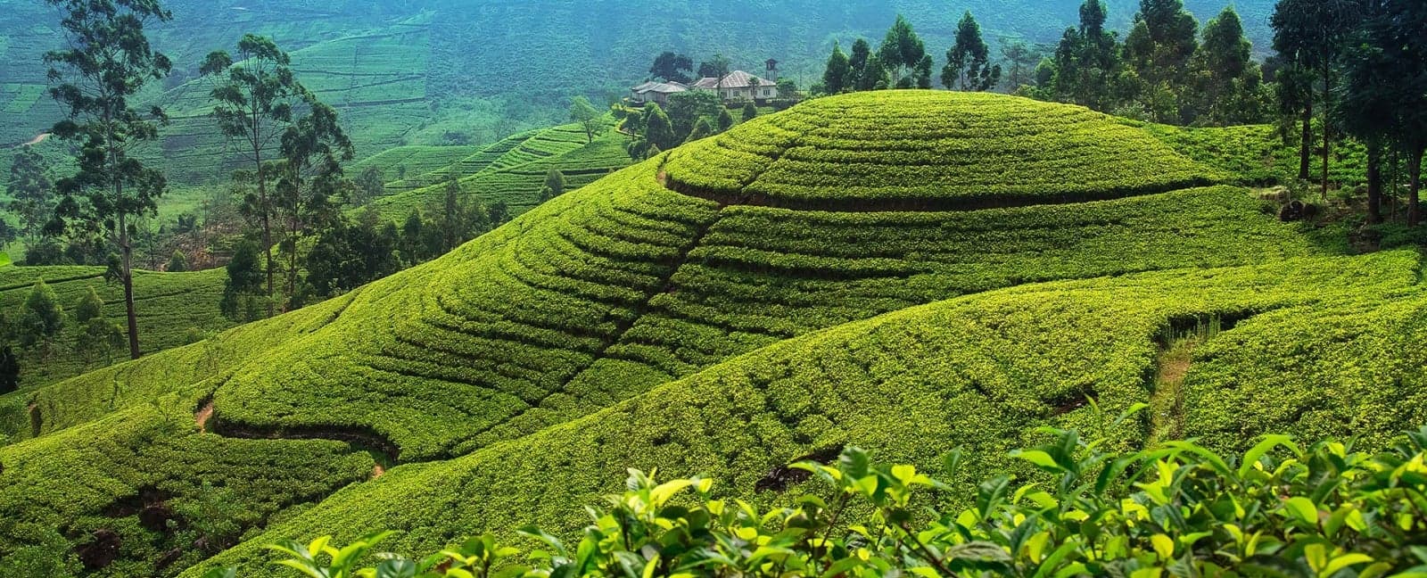 Kandy - Nuwara Eliya