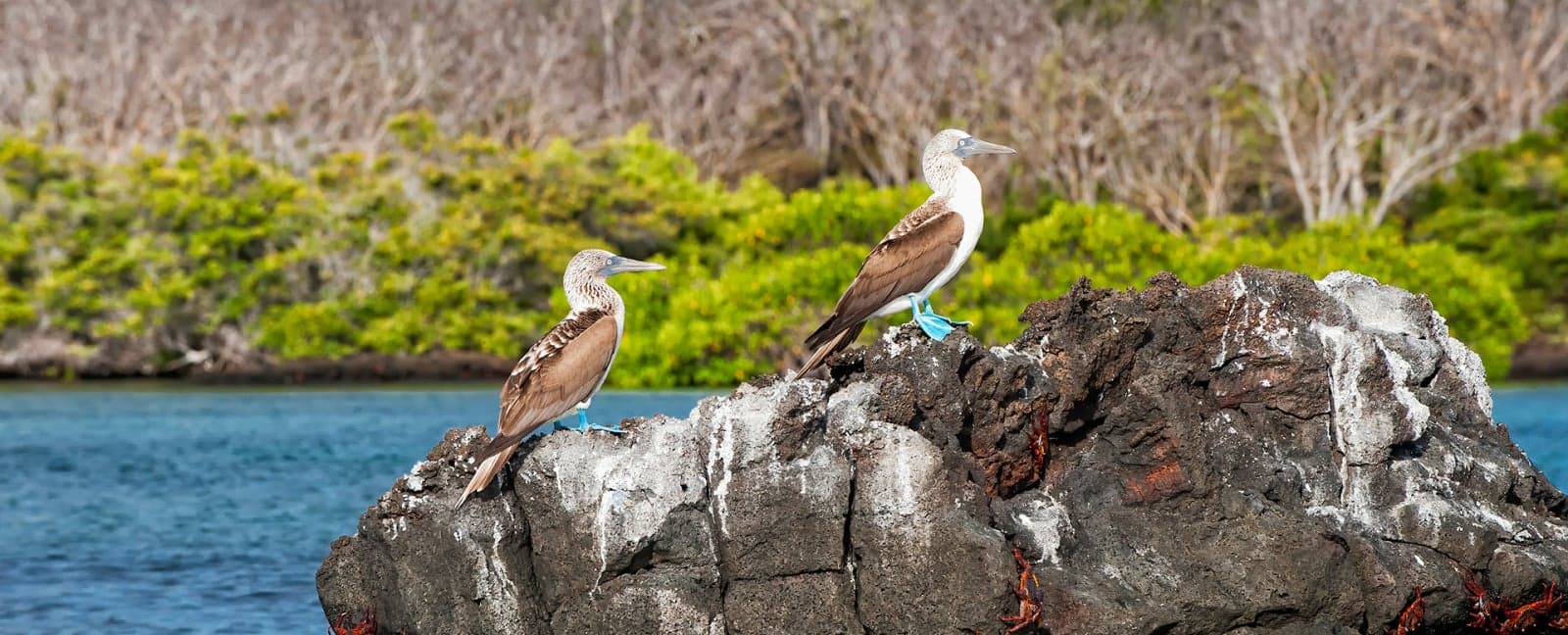 Santa Cruz (Galapagos) - Quito