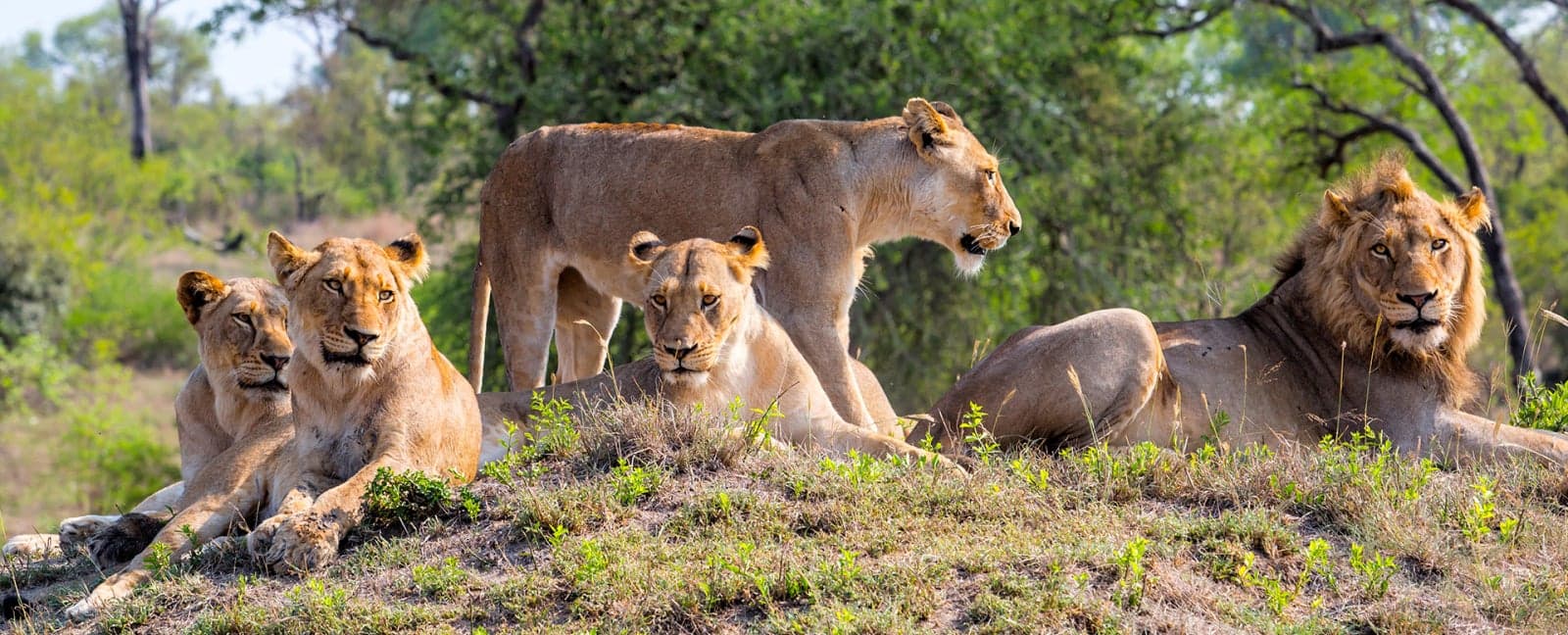 Kruger National Park