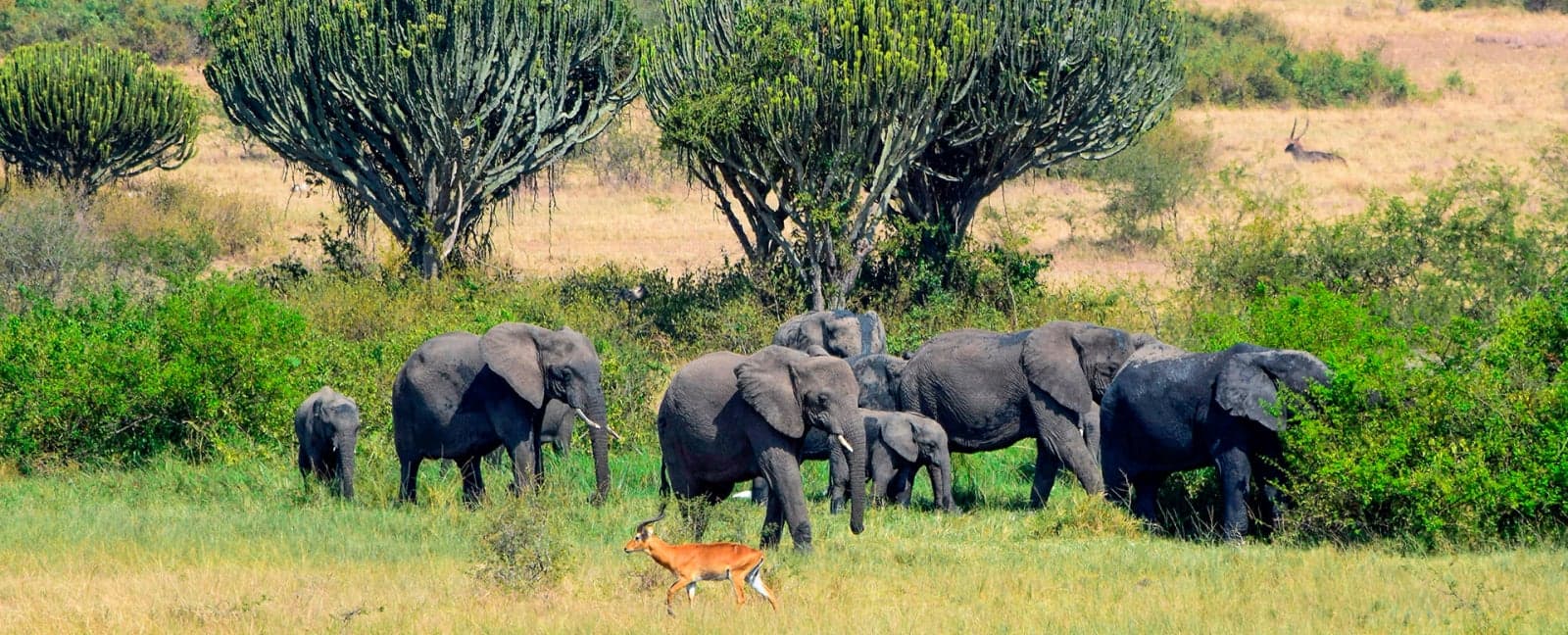 Bwind Impenetrable Forest National Park - Lake Mburo National Park