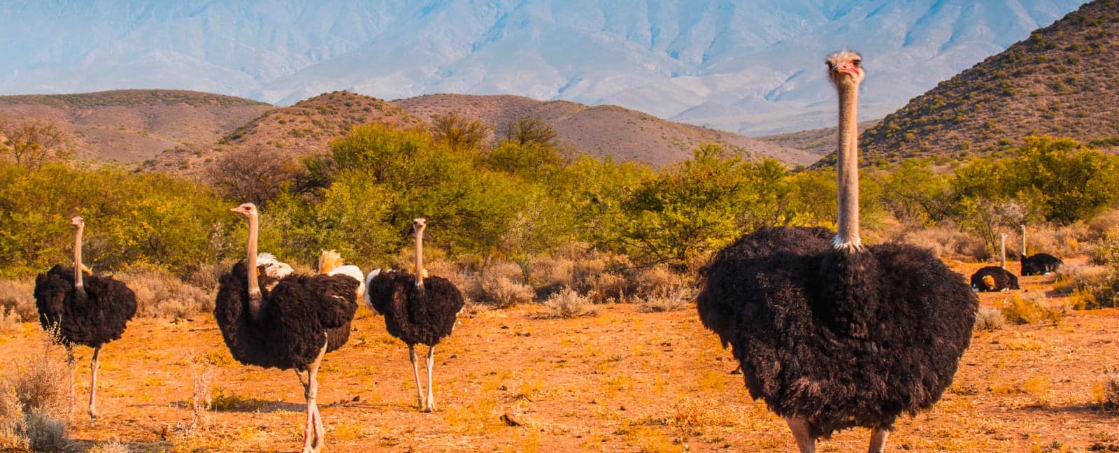 Port Elizabeth - Oudtshoorn