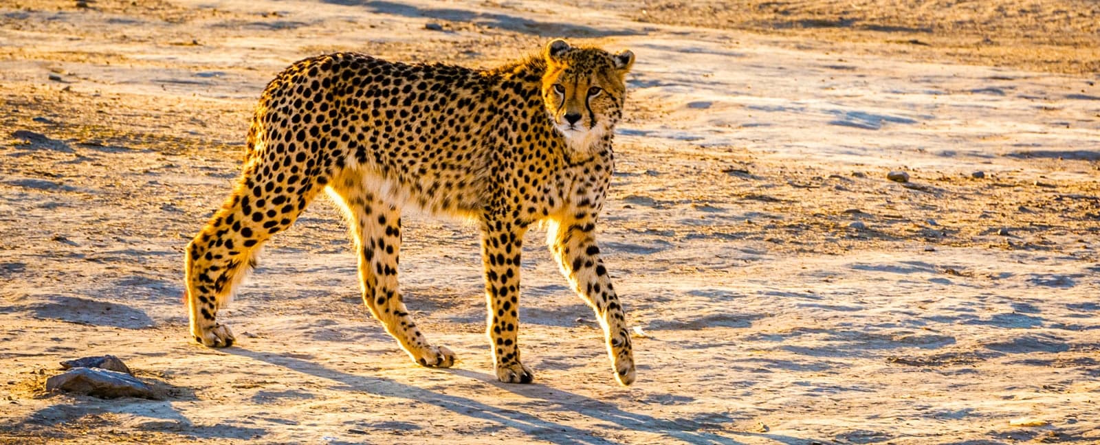 Cape Town - Aquila Private Game Reserve