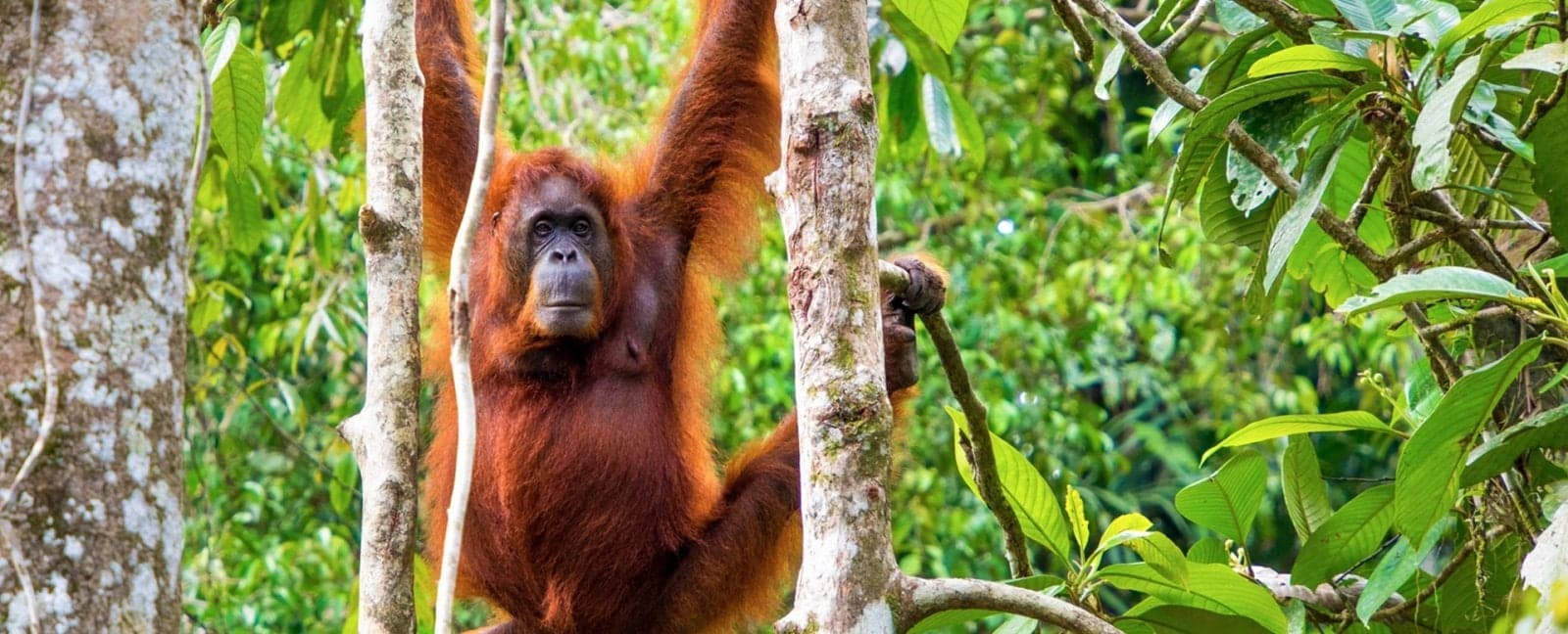 Kuching – Semenggoh Orangutan Centre - Kuching 