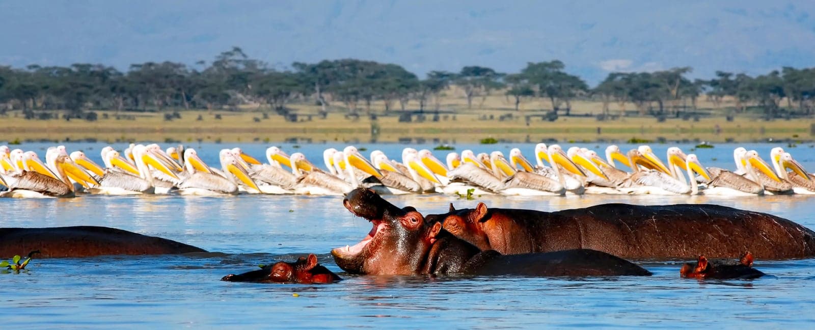 Nairobi - Lake Naivasha - Maasai Mara National Reserve