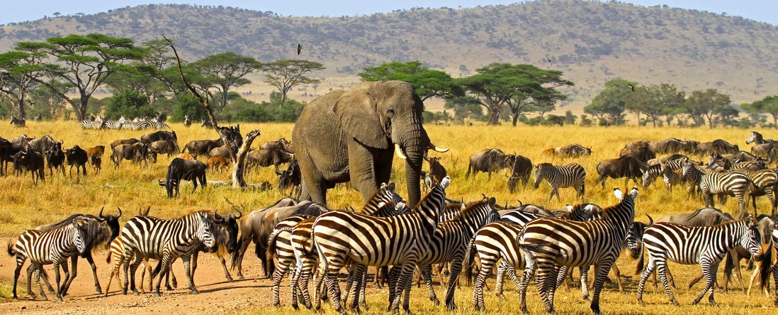 Lake Victoria - Serengeti National Park