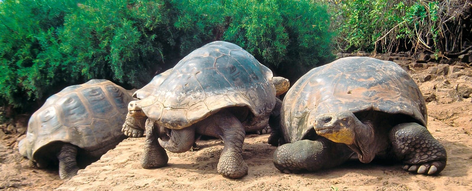 Quito - Santa Cruz Island, Galapagos