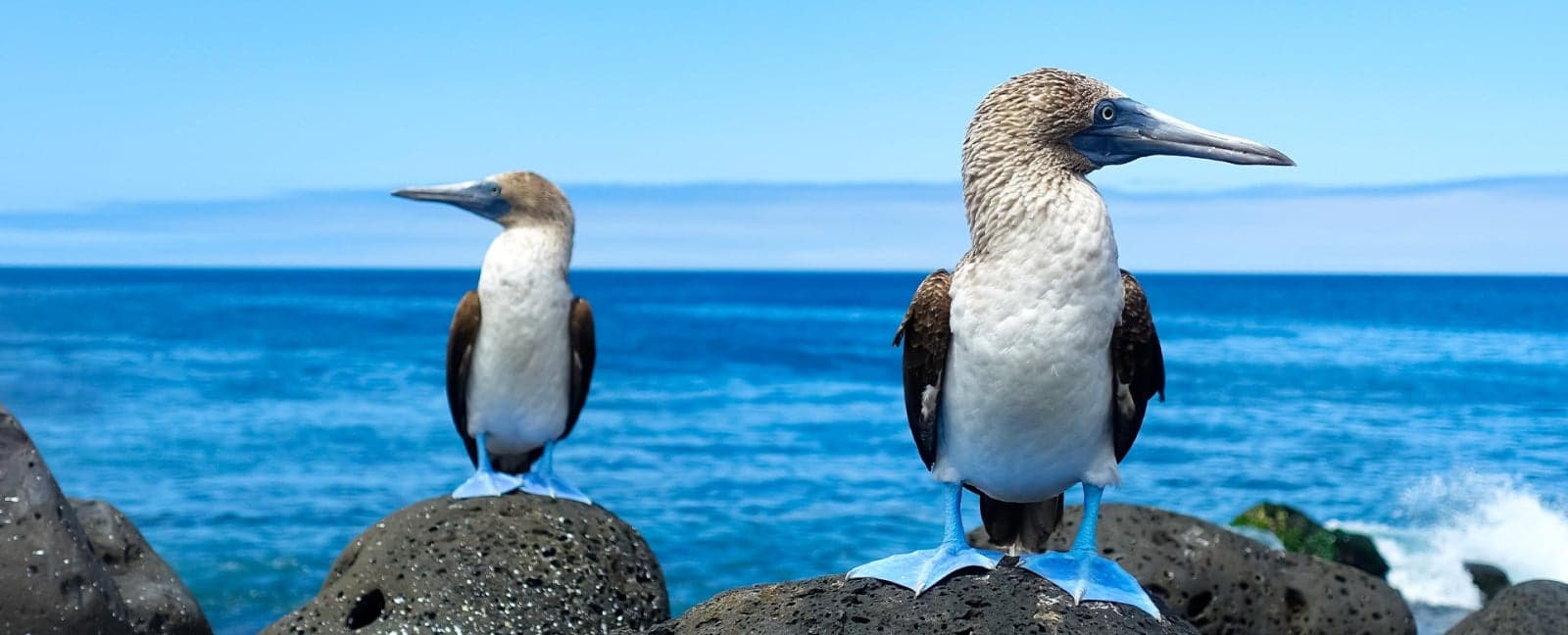 Santa Cruz Island - Isabela Island, Galapagos