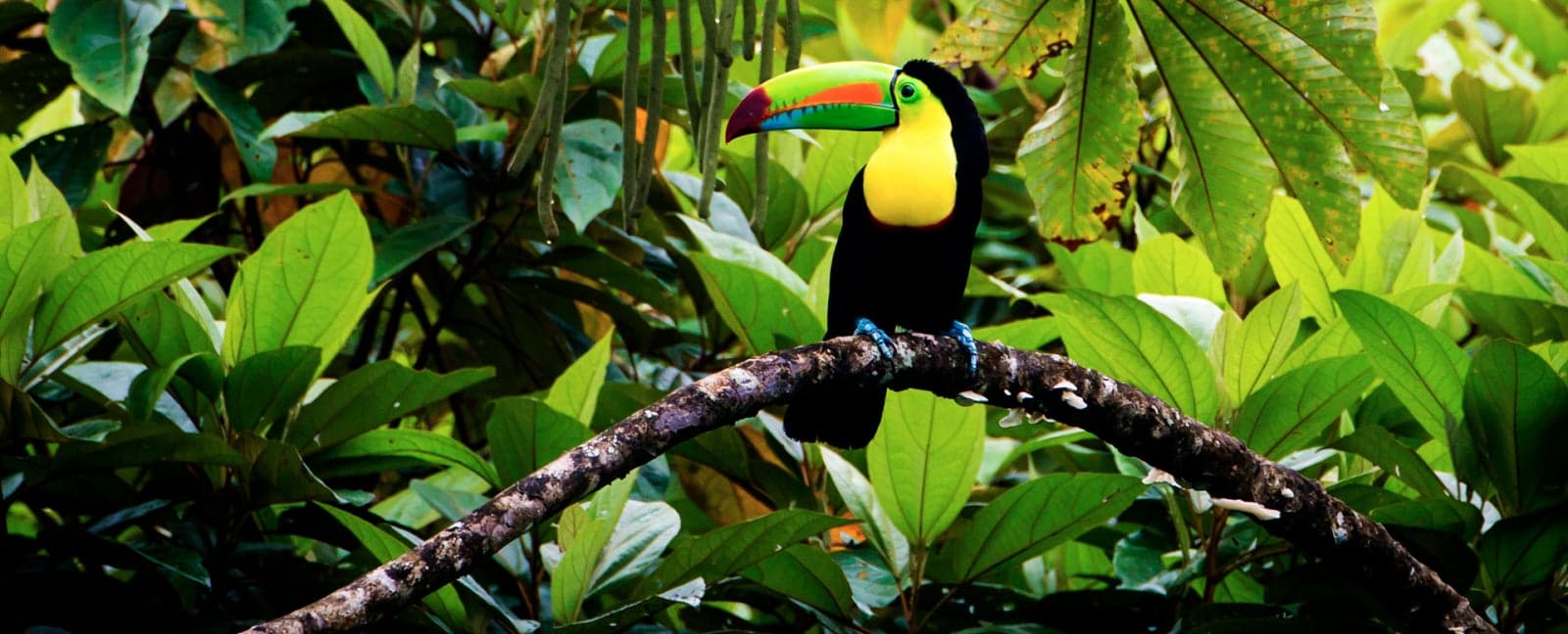 Manuel Antonio