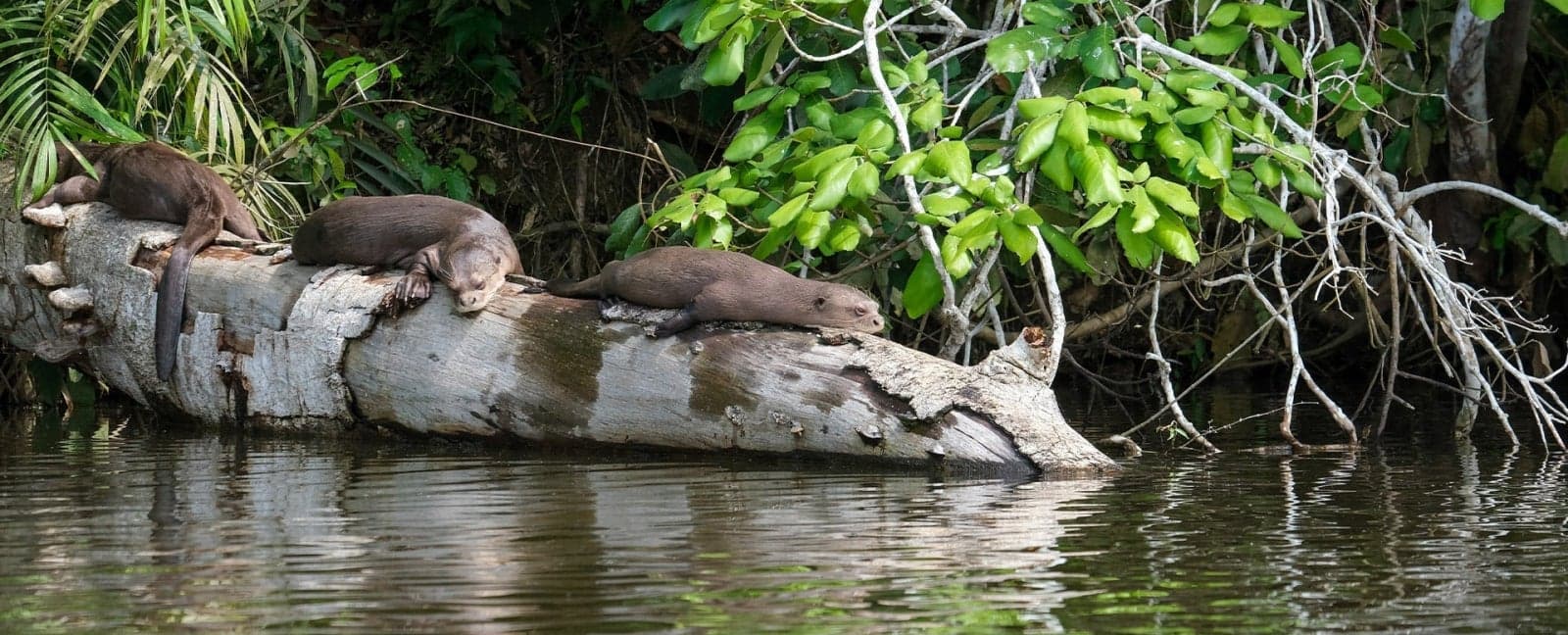 Puerto Maldonado - Lima