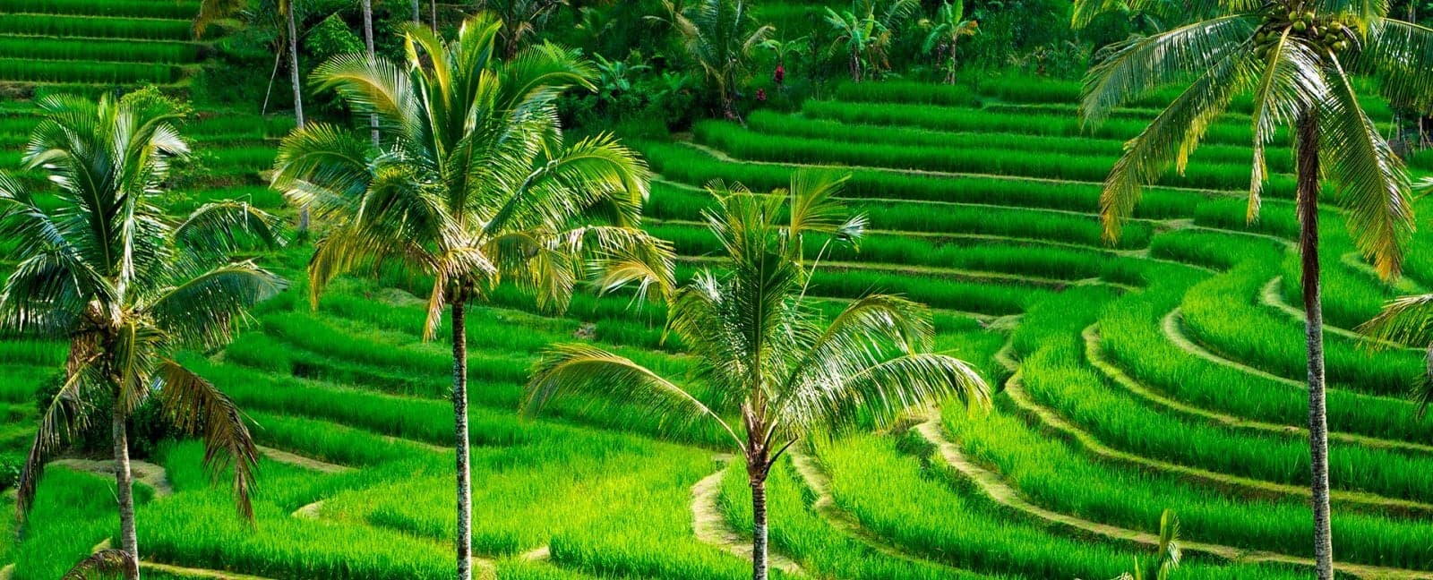 Ubud
