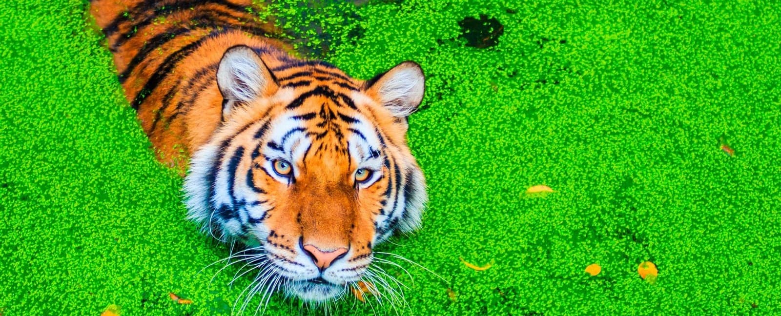 Ranthambore