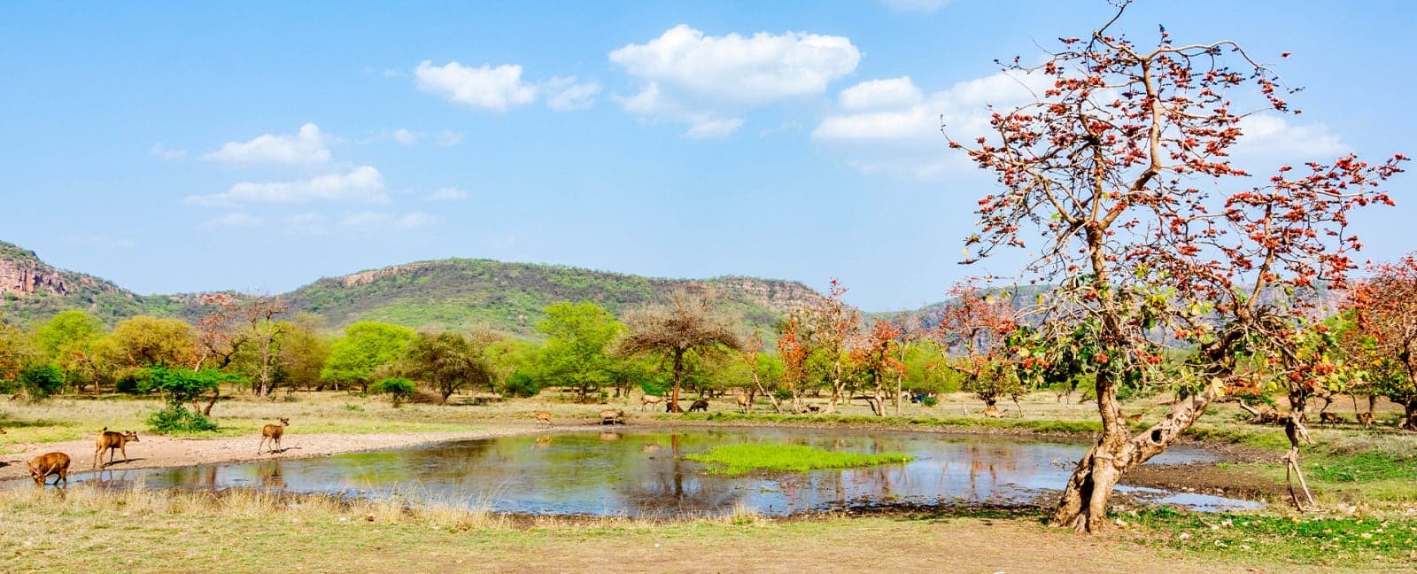Agra - Bharatpur - Ranthambore