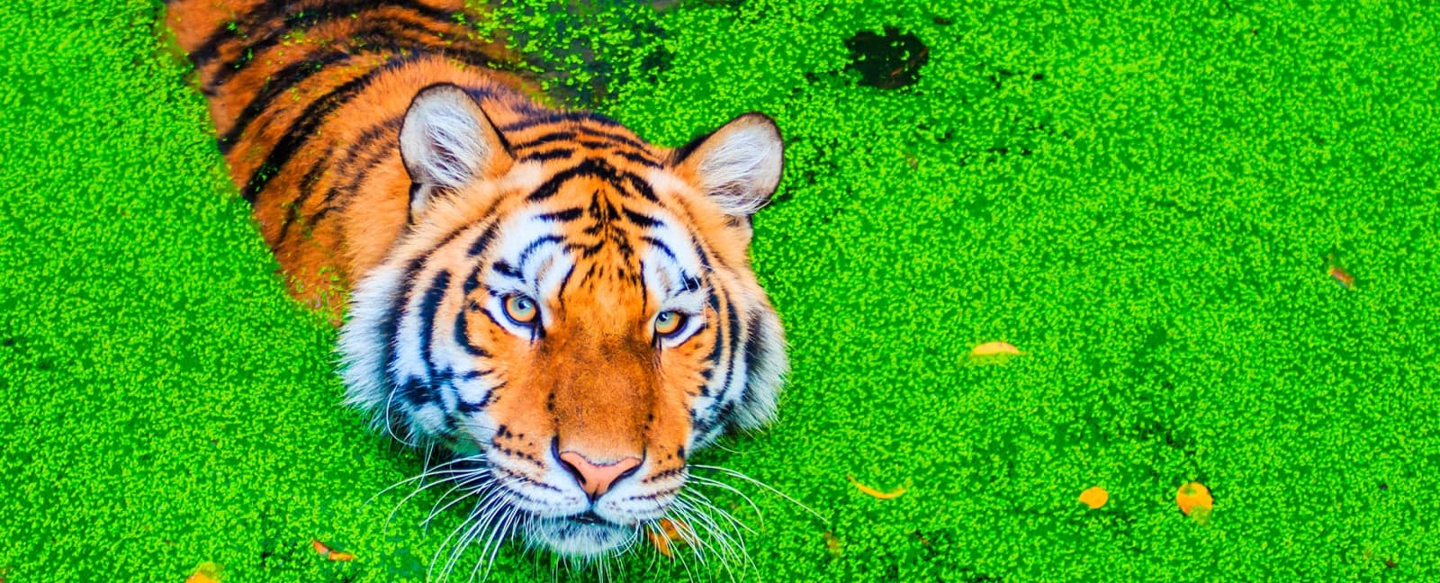 Ranthambore