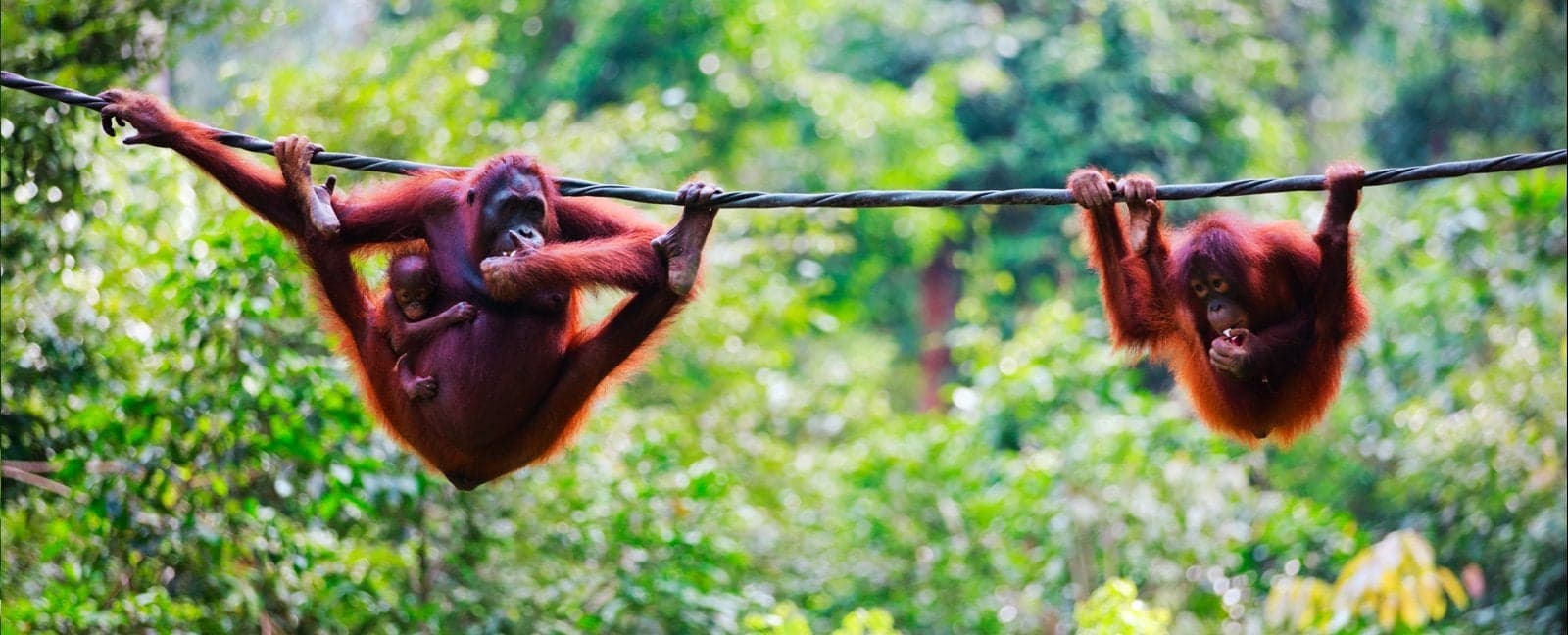 Kuching - Semenggoh Orangutan Centre - Kuching 