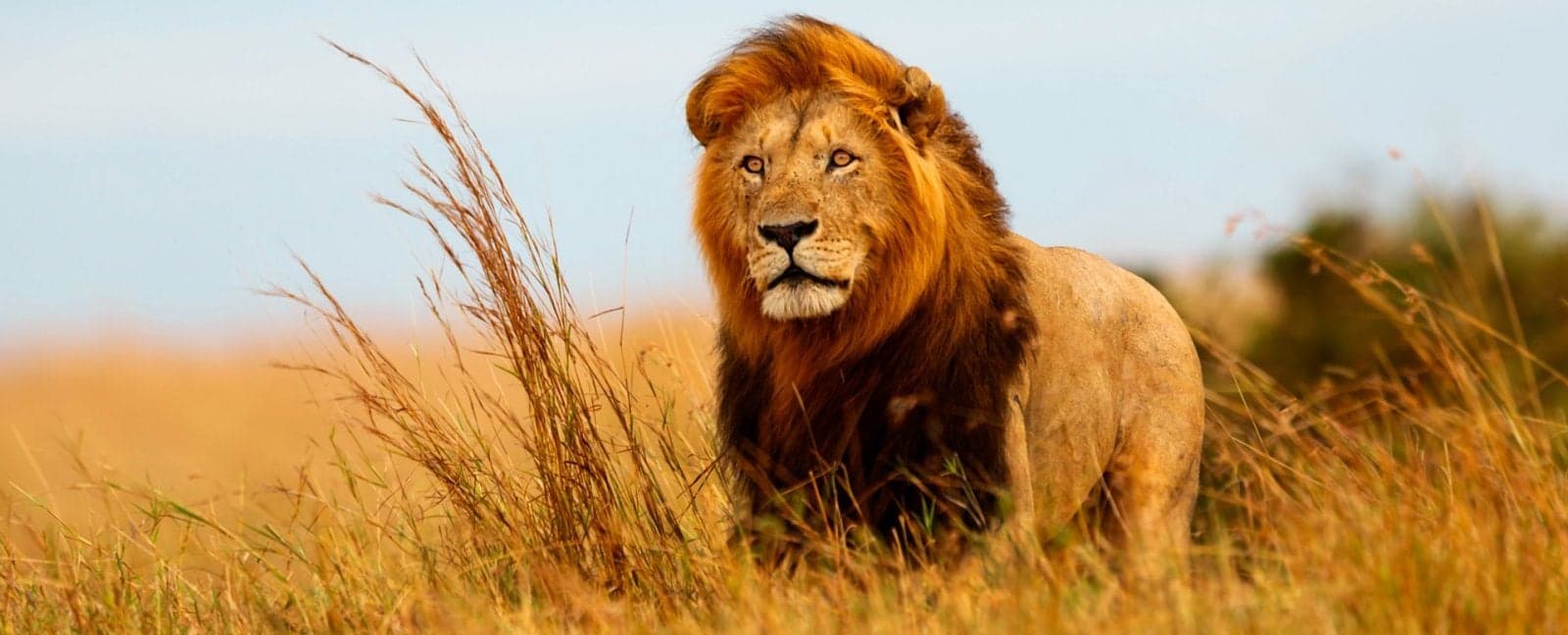 Maasai Mara