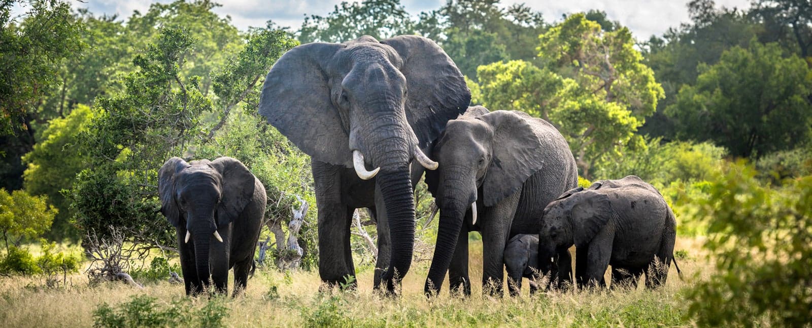 Kruger National Park
