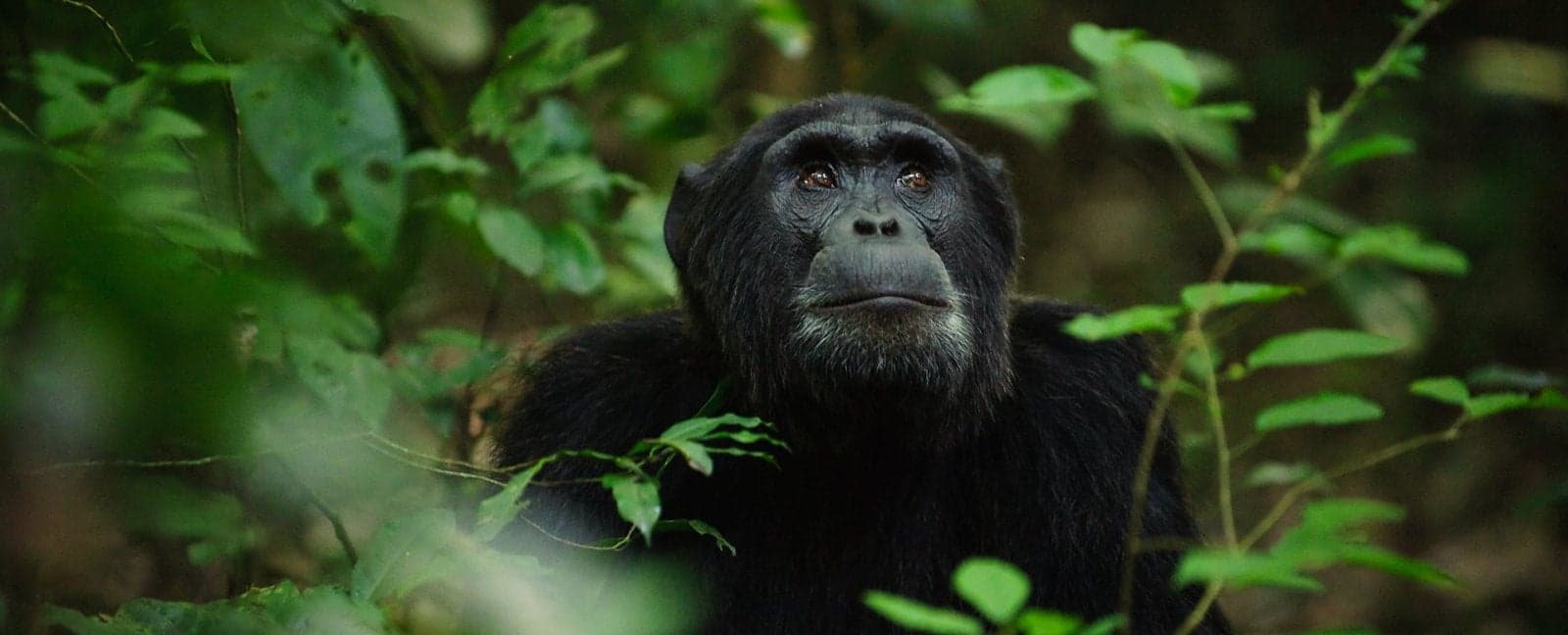 Entebbe - Parque Nacional del Bosque de Kibale