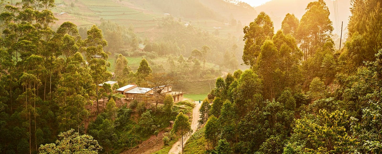 Parque Nacional del Bosque de Kibale - Parque Nacional del Bosque Impenetrable de Bwindi