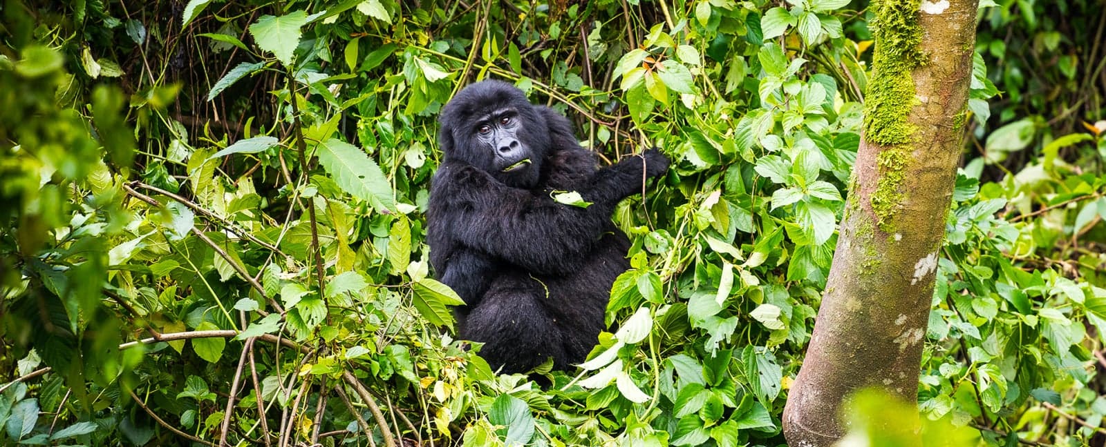 Parque Nacional del Bosque Impenetrable de Bwindi