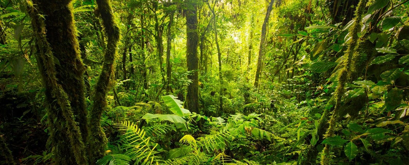 Tortuguero - Guápiles - Arenal