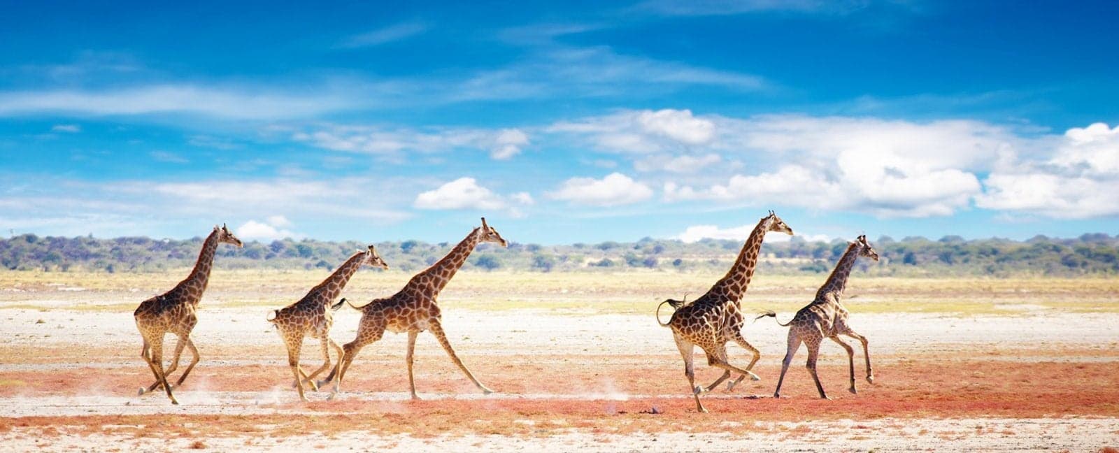 Etosha National Park
