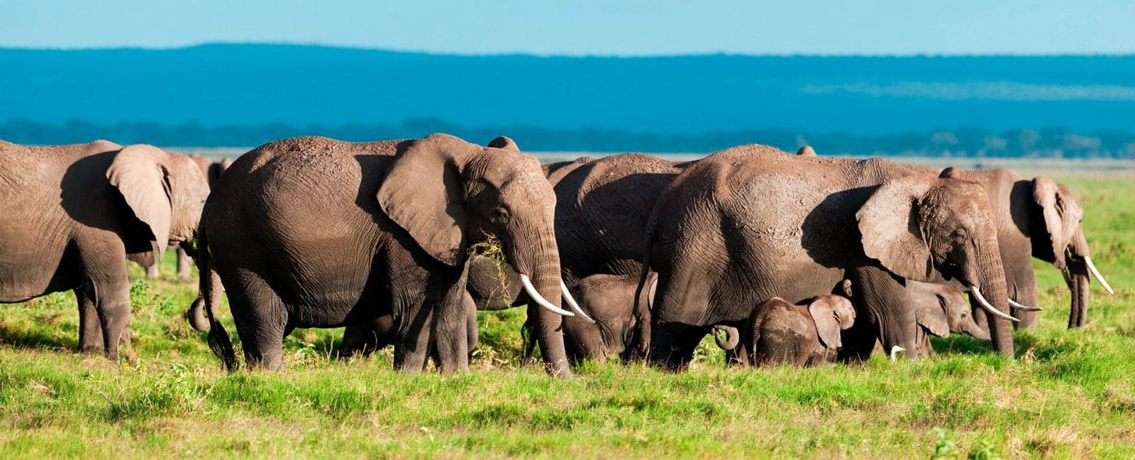 Amboseli-Nationalpark - Nairobi